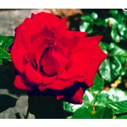 Gavekort på kr. 1000 til Lundhede.com